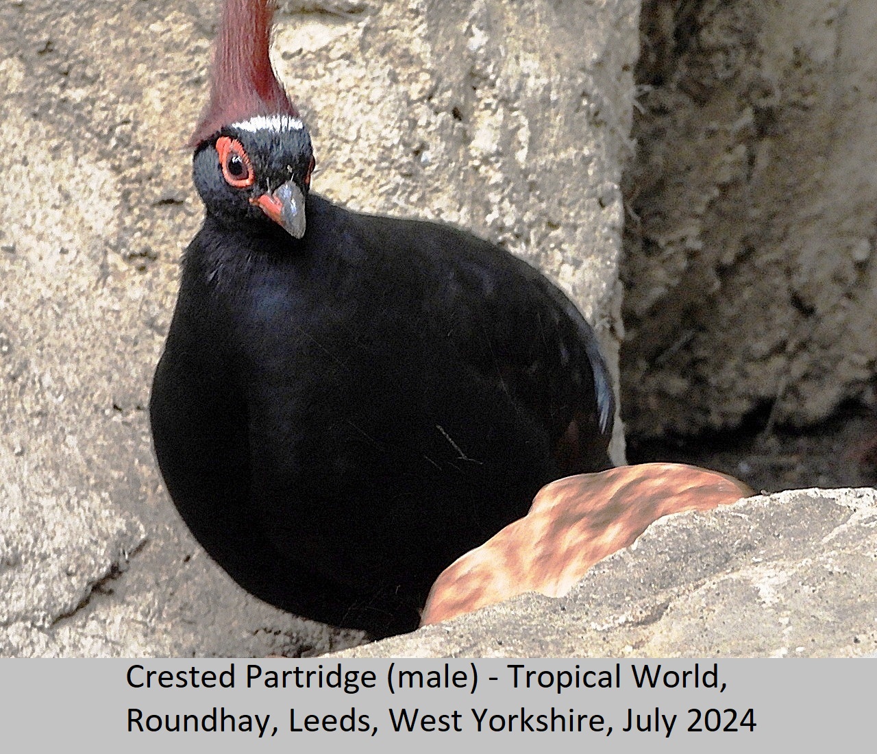 Crested Partridge E2