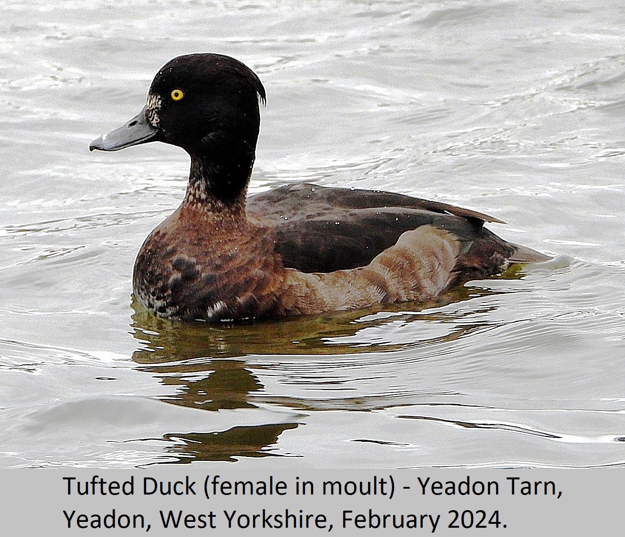 Tufted Duck Female11 