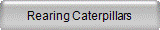 Rearing Caterpillars